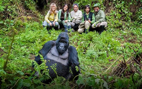 gorilla game rwanda|Volcanoes National Park Rwanda .